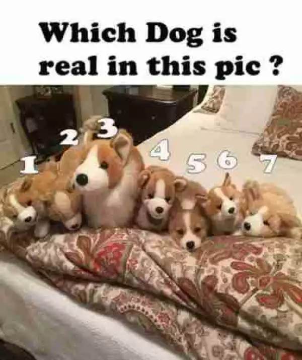 Which One Of These Dogs Is Real 90% Will Fail [Photo]